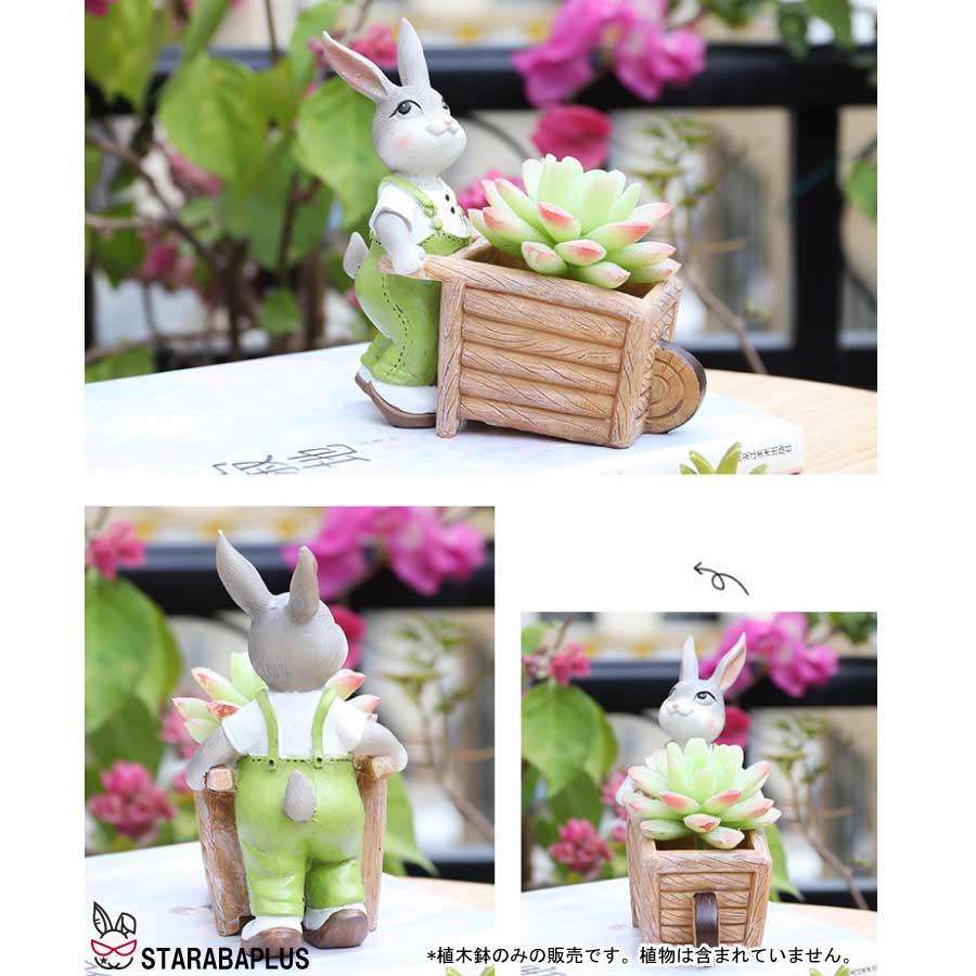 �֡�3����20��OFF��10�ܡ׿���ȭ ������ �����ǥ˥󥰥��֥��� ȭ���� �ե��ץ�󥿡� ¿����ʪ�����ܥƥ� �ߥ� �ץ�󥿡� ������� �İ��� ����̵��