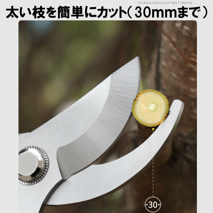 ���ץ���ȥ꡼���ݥ����10�ܡ� ����Ф��� �Ϥ��� 30mm �ϥ��� �� �����ǥ� ��� ���ڤ� ���ڤ�Ф��� ���å� ��� ���� ����å��ݥ��� ����̵��