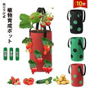 「エントリーでポイント10倍 」栽培ポット 吊下げ 苗 栽培 菜園 プランター 屋内 植物 観葉植物 野菜 育てる プレゼント イチゴ 送料無料