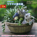 「エントリーでポイント10倍 」植木鉢 母の日 うさぎ ガーデニングオブジェ 鉢植え サボテン かわいい 底穴あり プランター インテリア 装飾 多肉植物 サボ...