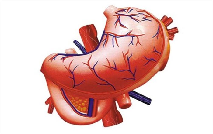 アオシマ 立体パズル 4D VISION 人体解剖 胃解剖モデルのサムネイル