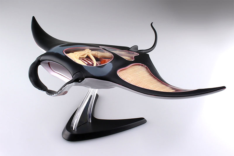 アオシマ 4D VISION 立体パズル No.30 動物解剖モデル マンタ解剖モデル