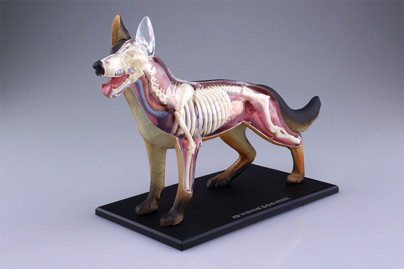 4D VISION 動物解剖モデル 犬解剖モデル