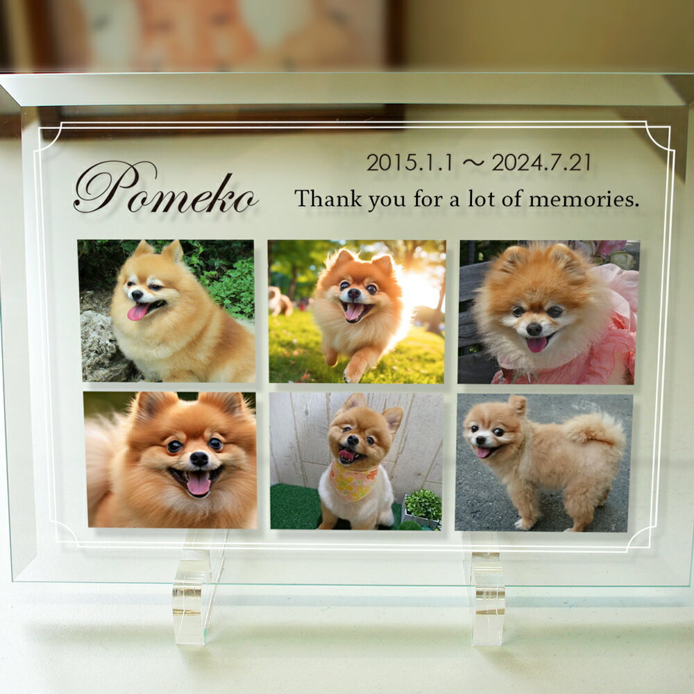 �ڥåȥ��ꥢ�� �פ��Ф��äѤ� �̿�6�� ���ꥢ��ץ졼�� ���饹 ���� ��ʩ�� �긵����