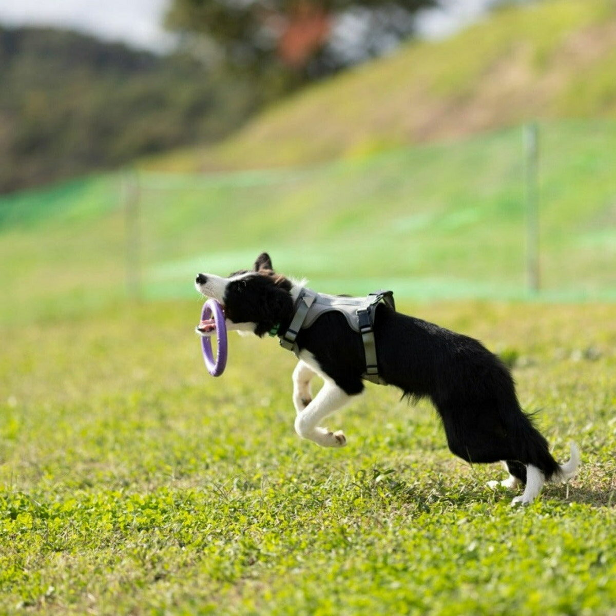 ��PULLER �ץ顼��PULLER MINI �ץ顼 �ߥ� 2��1�� ���������淿���� �ܡ��� ������ �ե饤�󥰥ǥ������ڸ��� ��������