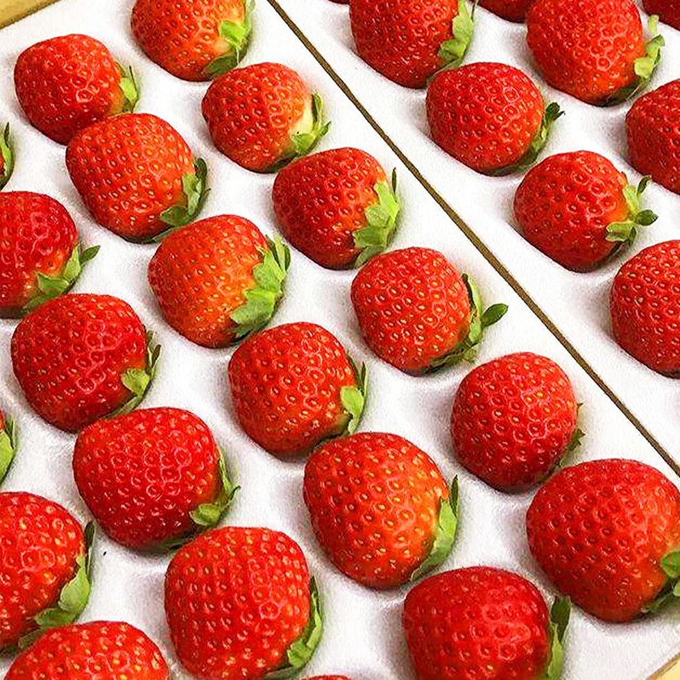 長野県・岐阜県産 夏いちご すずあかね サマープリンセス (30粒〜35粒) いちご 国産 夏イチゴ 製菓用 大阪中央卸売場で厳選した希少ないちご イチゴ フルーツ 御中元 お中元 フルーツギフト ギフトボックス 贈答用 品種選択不可のサムネイル