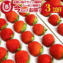 苺 夏いちご お中元 2025 ギフト すずあかね サマープリンセス など ( 1pc / 300g ) × 2セット いちご 国産 夏イチゴ 製菓用 大阪中央卸売場で厳選した希少ないちご イチゴ フルーツ 御中元 内祝い フルーツギフト 贈答用 品種選択不可 送料無料 北海道・沖縄・離島を除く