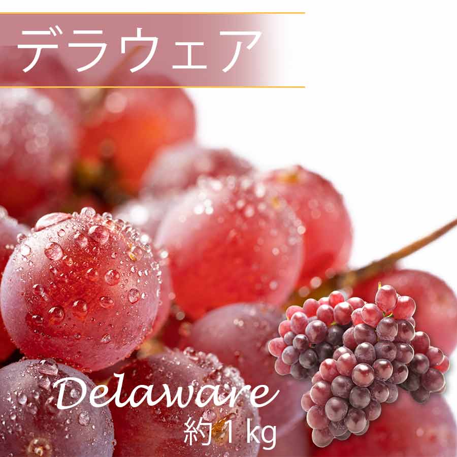 デラウェア 約1kg(5-8房) ぶどう 秀品 国産 大阪中央卸売場より仕入れ 自宅用 贈答用 種なしぶどう 小粒 ぶどう 甘くてジューシー お手軽食べやすい ブドウ フルーツ 果物 葡萄 ブドウ 国産ぶどう 送料無料 ※北海道・沖縄・離島を除くのサムネイル