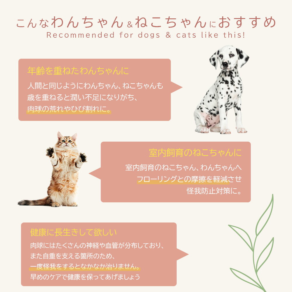 ���奯�꡼�� 40g 100��ŷ����ʬ �ڥ��˥ޥ륷���������Ӥ�Ƥ�¿� �������˥å�ǧ�ڼ��� ��� ���륬�󥪥��� 40%���� �� �ͥ� ���奱�� ̵���� ���ݼ� ���� ɡ���ݼ� �פˤפ����� �ͥ��ݥ�