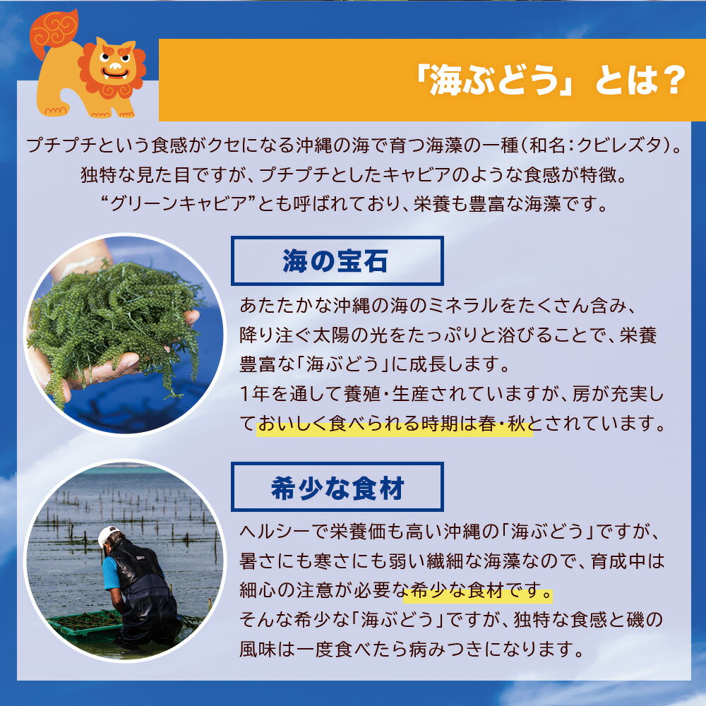 海ぶどう 沖縄産100％ 塩漬け 2セット(100g×2) シークワーサー タレ付き 沖縄特産 珍味 おつまみ 海ぶどう 沖縄特産品 沖縄料理 沖縄土産 グビレスタ 海藻 海ブドウ ミネラル 海ぶどう丼 海鮮 海産物 常温配送 送料無料 ネコポス メール便