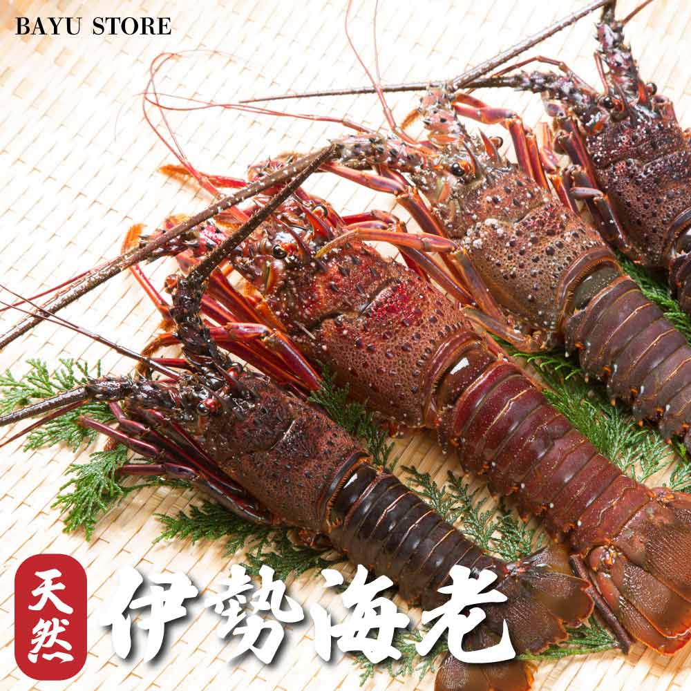 伊勢海老 訳あり 刺身【千葉県 房総産】味噌汁 生食用 約900g-1kg (8〜12尾) 濃厚な甘み 伊勢海老 刺身 お刺身 エビ 海老 グラタン だし汁 冷...