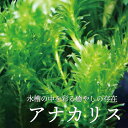 国産無農薬　ウォーターバコパ（5本）水上葉 ◆ミントの香りの葉が美しい◆