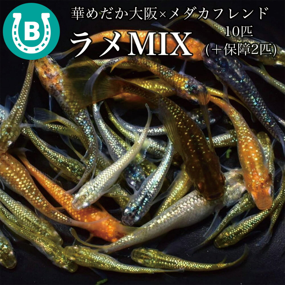 メダカ 送料無料 生体 【華めだか大阪×メダカフレンド】 ラメMIX (10匹+保障2匹) 未選別 改良品種 ミックス 幹之 ラメ 生き物 目高 めだか ※翌日着ではない地域からの購入はご理解の上でお願いいたします。