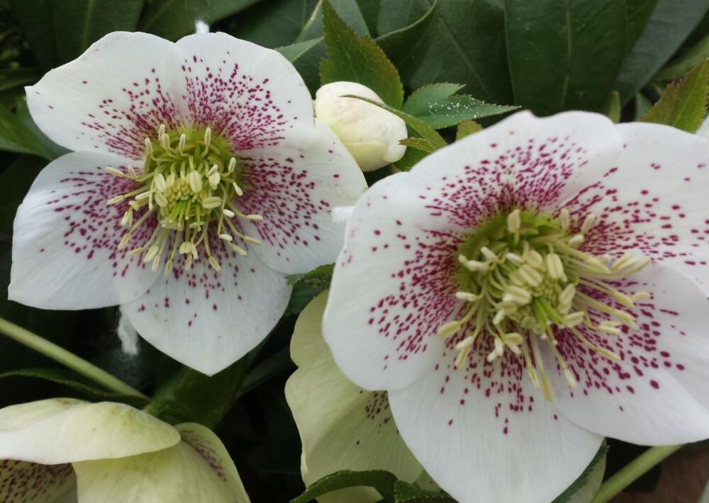 【未開花株】白系クリスマスローズ12-15cmポット（4-5号鉢）【オリエンタリス/Helleborus orientalis】1点 1