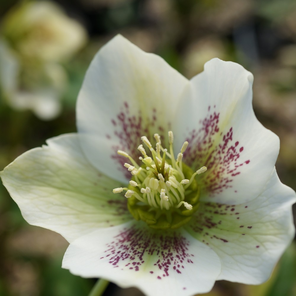 【未開花株】白系クリスマスローズ12-15cmポット（4-5号鉢）【オリエンタリス/Helleborus orientalis】1点 3