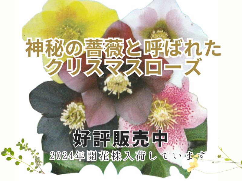 【薬用植物】クリスマスローズ・シングル12-15cmポット（4-5号鉢）【花芽つきHelleborus】1点 1