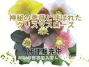 【薬用植物】クリスマスローズ・シングル12-15cmポット（4-5号鉢）【花芽つきHelleborus】1点