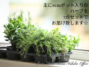 【小冊子・七草ハーブのセレンディピティ付き】ハーブ苗7点セット【9cmポット】