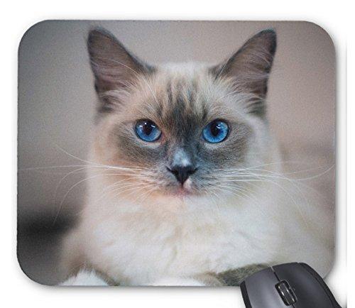 青い目の猫のマウスパッド：フォトパッド（世界の猫シリーズ）