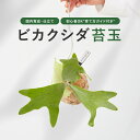 ビカクシダ 苔玉 吊るす 観葉植物 壁掛け インテリアグリーン おしゃれ 初心者向け 育て方簡単 水やり少なめ 丈夫 国産 ギフト 父の日