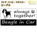 ビーグル beagle in Car ステッカー プリントタイプ 【dog in car ドッグ インカー 犬 シール デカール】【文字変更可】