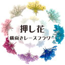 デコパーツ【71.押し花 横向きレースフラワー】6色 花 ドライフラワー 赤 レッド ピンク 水色 ブルー 紫 パープル カラフル セット 小さめ レジン 貼り...