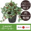 【送料無料】 人工観葉植物 国産 ローレル 25cm 4号 光触媒 造花 フェイク フェイクグリーン 大型 光の楽園 観葉植物 観葉 植物 鉢 北欧 観葉植物 日本製 インテリアグリーン インテリア グリーン 枝 号 ローリエ 月桂樹
