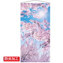 【10%OFFクーポン有り!5月25日限り】タペストリー 桜満開 1枚送料無料 タペストリー 飾り 装飾 大きい 背景 壁 桜 さくら サクラ 春