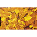 ディスプレイシート 落ち葉 1枚黄色の落ち葉、小さなもみじの葉っぱ、和風の紅葉の葉っぱ、3種類の秋装飾にピッタリのディスプレイシート。生地 無地 光沢 店舗 ディスプレイ 装飾 ディスプレイシート テーブルクロス