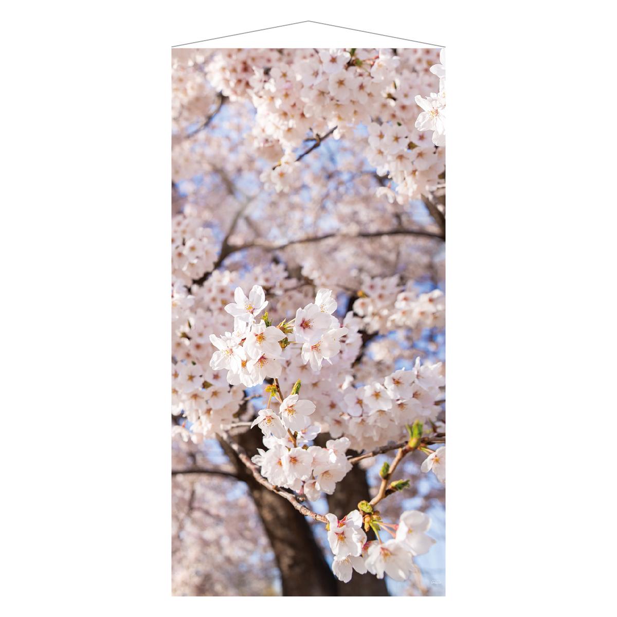 タペストリー 桜満開 【防炎加工】 1枚ショーウインドウや壁面に飾るだけでお店の雰囲気を春モードに。防炎加工タイプなので人の集まる店内の飾り付けにもおすすめです。送料無料 さくら 飾り 装飾 春 大きい 背景 壁 撮影 フォトスポット 風景
