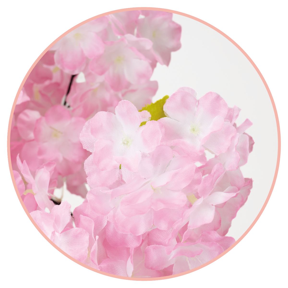 �ܥ�塼���Ω���� �⤵200cm 1��ܥ�塼�ശ���äפꡣ��֤� �� �ˤʤ롢����Ω���ڡ� �����κ�Ω���ڤǿ��Ϥ���ǥ����ץ쥤������̵�� �� ������ ������ �ե��������꡼�� �͹����տ�ʪ �ե����� �ꥢ�� �緿 �ָ� ����ƥꥢ