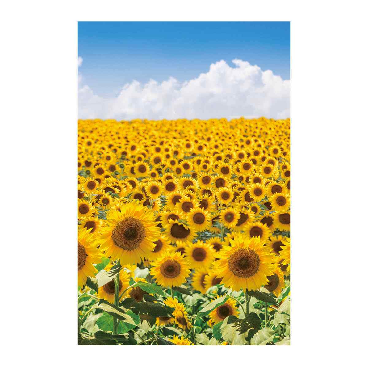 Rakuten - 【5%OFFクーポン有り！6月7日限り】バックグラウンドシート ひまわり 145×220cm 1枚送料無料 生地 ディスプレイ 装飾