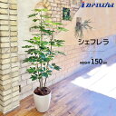 シェフレラ 150cm 1台お手入れ不要!手軽にグリーンを置きませんか?送料無料 フェイクグリーン 観葉植物 フェイク 人工観葉植物 リアル 大型 インテリア ...