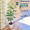 【光触媒加工】シェフレラ 150cm 1台お手入れ不要!手軽にグリーンを置きませんか?送料無料 フェイクグリーン 観葉植物 フェイク 人工観葉植物 リアル 大型...