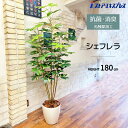 【光触媒加工】シェフレラ 180cm 1台お手入れ不要!手軽にグリーンを置きませんか?送料無料 フェイクグリーン 観葉植物 フェイク 人工観葉植物 リアル 大型...