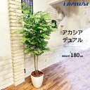 【5%OFFクーポン有り!7月15日限り】【天然幹使用】アカシアデュアル 180cm 1台送料無料 フェイクグリーン 観葉植物 フェイク 人工観葉植物 リアル ...