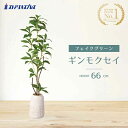 【5%OFFクーポン有り!7月15日限り】フェイクグリーン ギンモクセイ 高さ66cm 1台送料無料 フェイクグリーン 観葉植物 フェイク 人工観葉植物 リアル...