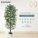 【天然幹使用】ベンジャミン ホワイト 高さ210cm店内装飾におすすめの人工樹木。玄関や店舗にぴったり!幹には天然木を使用。送料無料 フェイクグリーン 観葉植物...