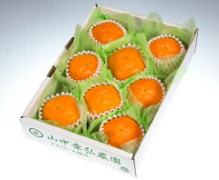 糖度も抜群!絶品の高級刀根早生柿をおためしください