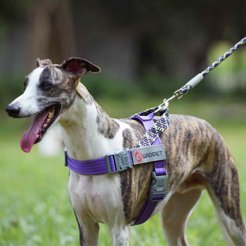 ペット用 首輪 犬 防爆 衝撃吸収 反射 胴輪 犬用 牽引ロープ 夜間 四季 ペット用品 リード ナイロン