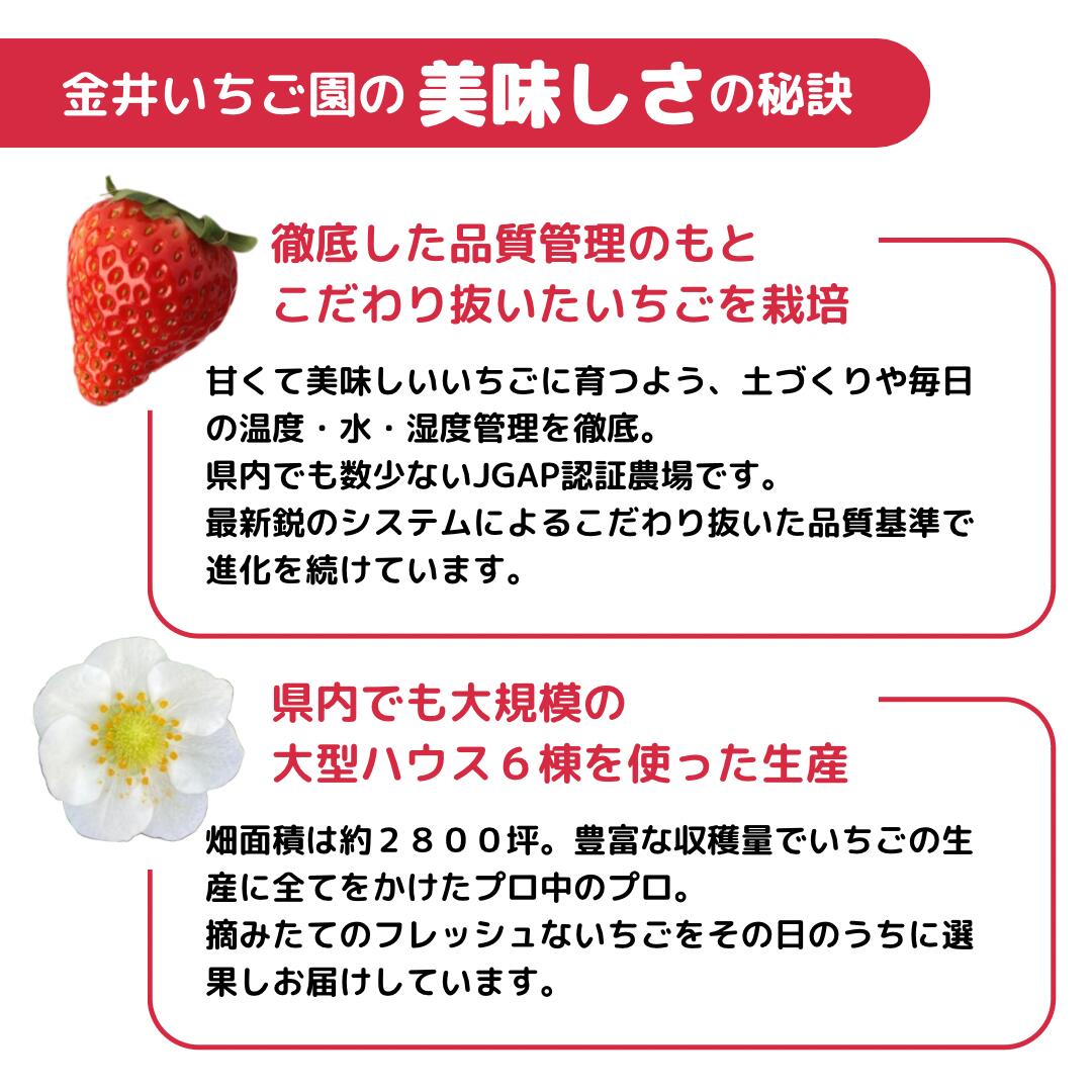 スーパーデラックスダブル やよいひめ 4年連続金賞 群馬県知事賞 いちご品評会 高級 ギフト 金井いちご園 高品質 高鮮度 安心安全 有機質中心の土づくり 超減農薬栽培 小中学校保育園学校給食使用 お取り寄せ お土産 お歳暮 お年賀 贈り物 贈答品 2