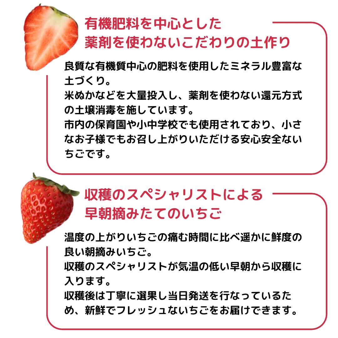 スーパーデラックスダブル やよいひめ 4年連続金賞 群馬県知事賞 いちご品評会 高級 ギフト 金井いちご園 高品質 高鮮度 安心安全 有機質中心の土づくり 超減農薬栽培 小中学校保育園学校給食使用 お取り寄せ お土産 お歳暮 お年賀 贈り物 贈答品 3