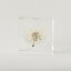 Sola cube/タンポポ 5cm 8,800円