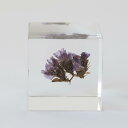 Sola cube/スターチス