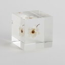 Sola cube/ローダンセ