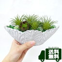 【スーパーSALE限定 10%OFF】エアプランツ サッカレンテン 寄せ植え アレンジ インテリア プレゼント ギフト 人工観葉植物 フェイクグリーン 多肉植物...