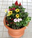 季節の寄せ植えB【鉢花】【あす楽】
