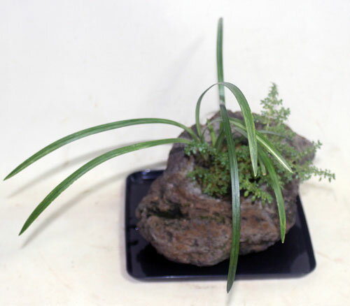 抗火石鉢植え 草物盆栽 観葉植物2種アレンジ【限定付送料無料】誕生日　送別会　敬老の日