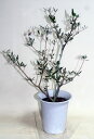 オリーブの木 コロネイキ 鉢花 観葉植物 あす楽対応