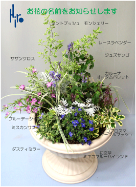 爽やかな季節の寄せ植え鉢花 栽培キット プレゼント 誕生日 栽培 セット ガーデニング 寄せ植え フラワーギフト 花の贈り物 誕生日 開店祝い